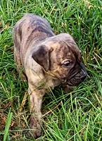 BOERBOEL/BANDOG ,ROLO, a male Cane Corso and Boerboel for sale in Tomball, TX – 6 of 9