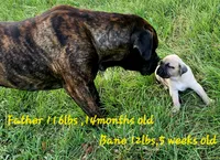 BOERBOEL/BANDOG,Bane, a male Cane Corso and Boerboel for sale in Tomball, TX – 7 of 7