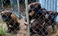   BOERBOEL/BANDOG KONG, a male Cane Corso and Boerboel for sale in Tomball, TX – 5 of 7