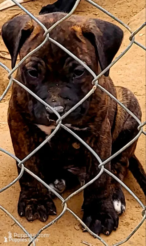 ROCKY/BANDOG , a male Dogo Argentino and Boerboel for sale in Tomball, TX – 1 of 10