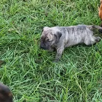  BOERBOEL/BANDOG Big girl, a female Cane Corso and Boerboel for sale in Tomball, TX – 5 of 7