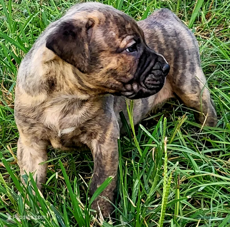 BOERBOEL/BANDOG ,ROLO – Cane Corso, Boerboel puppy for sale in Tomball, TX