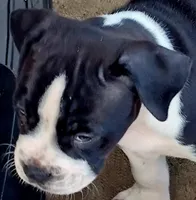 Hondo, a male Dogo Argentino and American Pit Bull Terrier for sale in Tomball, TX – 3 of 5