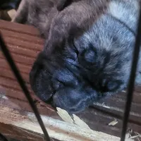  BOERBOEL/BANDOG Big girl, a female Cane Corso and Boerboel for sale in Tomball, TX – 2 of 7