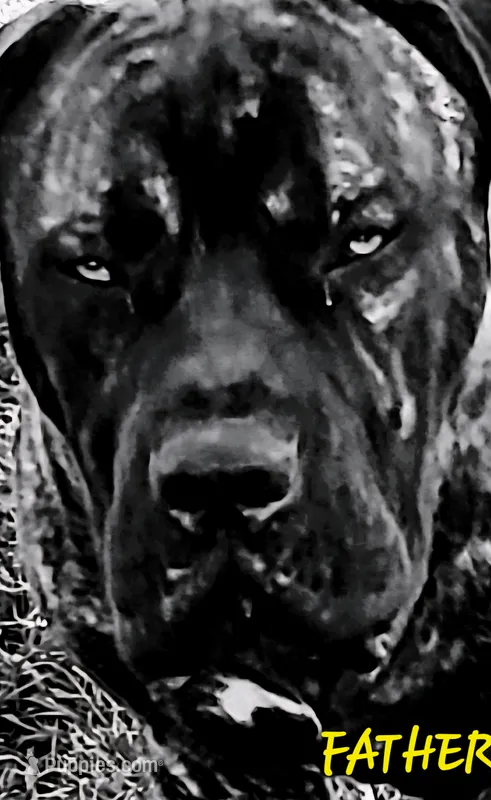 Boerboel/Bandog – Cane Corso, Boerboel puppy for sale in Tomball, TX