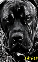 Boerboel/Bandog...Bane, a male Cane Corso and Boerboel for sale in Tomball, TX – 2 of 8