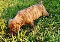  BOERBOEL/BANDOG Brown girl, a female Cane Corso and Boerboel for sale in Tomball, TX – 6 of 9