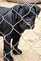 BANDOG/BUCK, a male American Pit Bull Terrier and Cane Corso for sale in Tomball, TX – 6 of 7