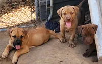 BANDOG (HONDO), a male American Pit Bull Terrier and Cane Corso for sale in Tomball, TX – 4 of 9