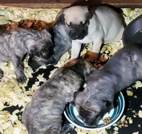 BOERBOEL/BANDOG,Bane, a male Cane Corso and Boerboel for sale in Tomball, TX – 4 of 7