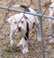 Hondo, a male Dogo Argentino and Cane Corso for sale in Woodville, TX – Photo 5 of 5