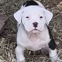 processed/3864b56c-9a87-4a3a-9250-8ce89d74928f/listing/9b3da4bd-34a7-460d-b858-610beae70c69/82a5017c-a1f7-4156-a5d6-44f83d48af9e