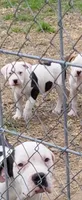Hondo, a male Dogo Argentino and Cane Corso for sale in Woodville, TX – Photo 4 of 5