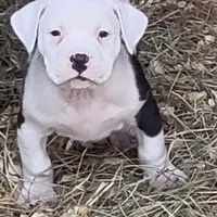 processed/3864b56c-9a87-4a3a-9250-8ce89d74928f/listing/9b3da4bd-34a7-460d-b858-610beae70c69/a1eeb5a4-139c-4777-8f47-ec2bed56e4c9