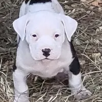 processed/3864b56c-9a87-4a3a-9250-8ce89d74928f/listing/9b3da4bd-34a7-460d-b858-610beae70c69/f8502e0a-f614-4196-b4cb-6dbe5beee986