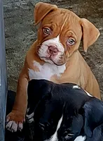 Red, a male Dogo Argentino and American Pit Bull Terrier for sale in Tomball, TX – 3 of 3