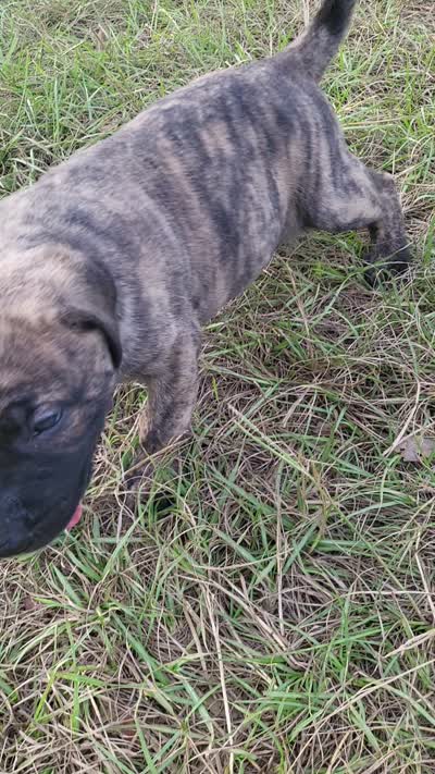 BOERBOEL/BANDOG ,KONG, a male Cane Corso and Boerboel for sale in Tomball, TX – 7 of 8