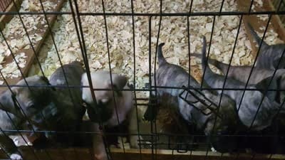 BOERBOEL/BANDOG  Bigboy, a male Cane Corso and Boerboel for sale in Tomball, TX – 3 of 3