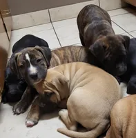ROCKY/BANDOG , a male Dogo Argentino and Boerboel for sale in Tomball, TX – 6 of 10