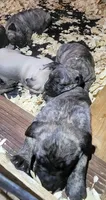 Boerboel/Bandog...Bane, a male Cane Corso and Boerboel for sale in Tomball, TX – 8 of 8