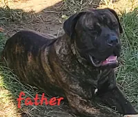 BANDOG /REDFAWN, a female American Pit Bull Terrier and Cane Corso for sale in Tomball, TX – 6 of 6