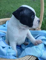 Bettyboop , a female American Bully and Cane Corso for sale in Tomball, TX – 5 of 8
