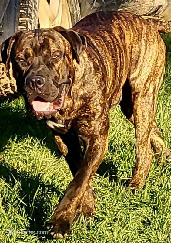 Boerboel/Bandog – Cane Corso, Boerboel puppy for sale in Tomball, TX