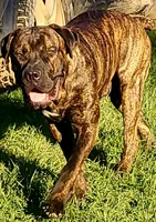 Boerboel/Bandog, a male Cane Corso and Boerboel for sale in Tomball, TX – 2 of 9