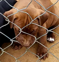 BANDOG/RedChocolate , a female American Pit Bull Terrier and Cane Corso for sale in Tomball, TX – 6 of 8