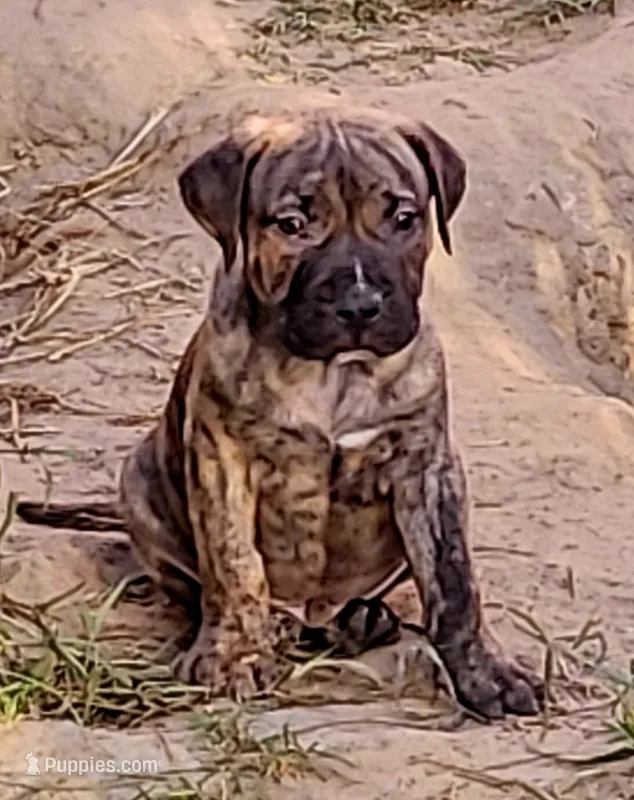 BOERBOEL/BANDOG ,ROLO – Cane Corso, Boerboel puppy for sale in Tomball, TX