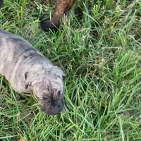  BOERBOEL/BANDOG Big girl, a female Cane Corso and Boerboel for sale in Tomball, TX – 4 of 7