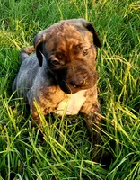  BOERBOEL/BANDOG Brown girl, a female Cane Corso and Boerboel for sale in Tomball, TX – 3 of 9
