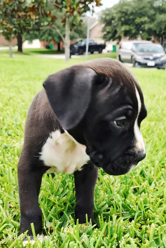 Buster – American Bully, Cane Corso puppy for sale in Tomball, TX