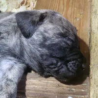  BOERBOEL/BANDOG Big girl, a female Cane Corso and Boerboel for sale in Tomball, TX – 3 of 7