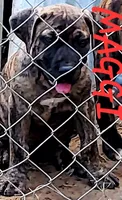  BOERBOEL/BANDOG, MAGGI , a female Cane Corso and Boerboel for sale in Tomball, TX – 5 of 6