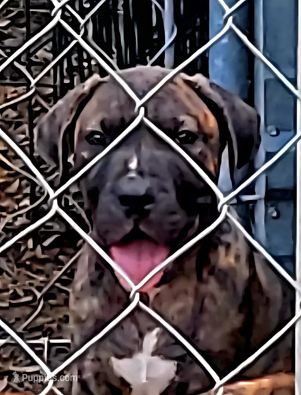 Kong – Dogo Argentino, American Pit Bull Terrier puppy for sale in Tomball, TX