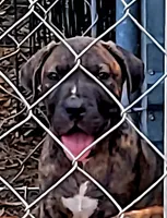 Kong, a male Dogo Argentino and American Pit Bull Terrier for sale in Tomball, TX – 1 of 1