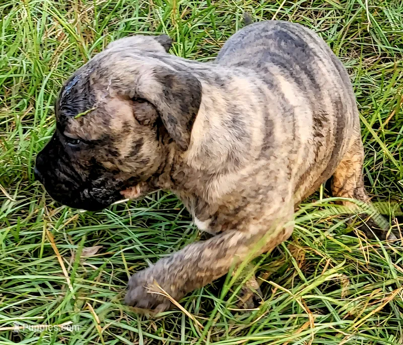  BOERBOEL/BANDOG, MAGGI  – Cane Corso, Boerboel puppy for sale in Tomball, TX