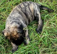 BOERBOEL/BANDOG ,KONG, a male Cane Corso and Boerboel for sale in Tomball, TX – 6 of 8