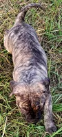  BOERBOEL/BANDOG, MAGGI , a female Cane Corso and Boerboel for sale in Tomball, TX – 4 of 8