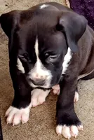 Buster, a male Dogo Argentino and American Pit Bull Terrier for sale in Tomball, TX – 5 of 7