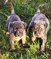   BOERBOEL/BANDOG KONG, a male Cane Corso and Boerboel for sale in Tomball, TX – 7 of 7