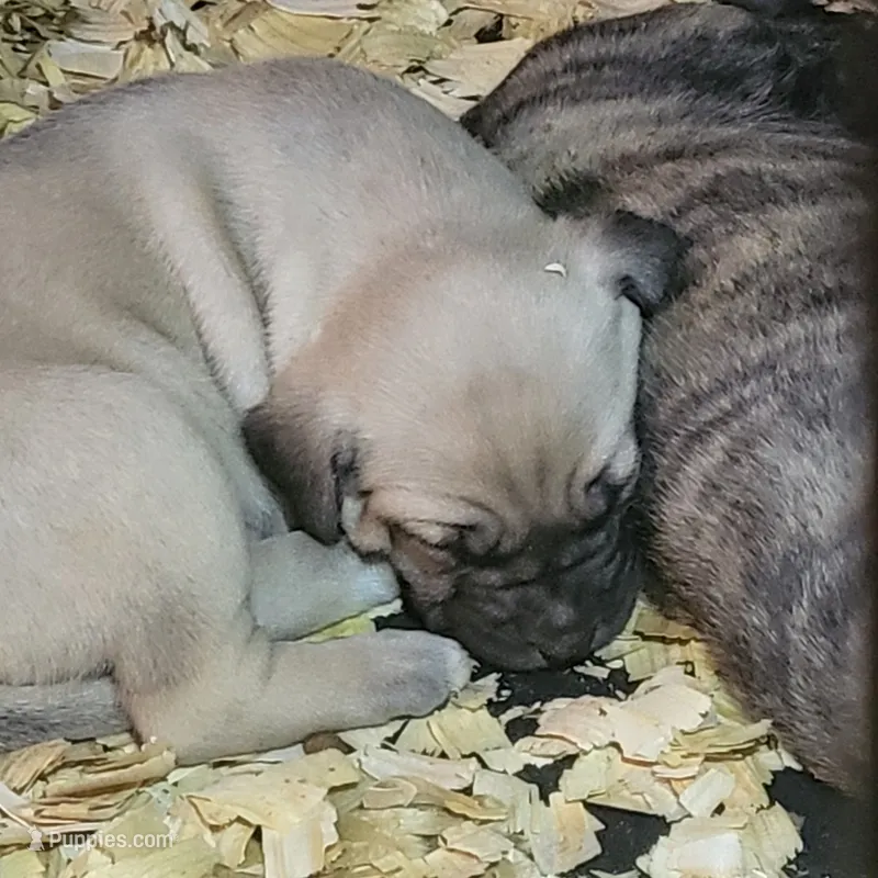 Boerboel/Bandog...Bane – Cane Corso, Boerboel puppy for sale in Tomball, TX