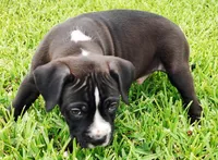Buster, a male Dogo Argentino and American Pit Bull Terrier for sale in Tomball, TX – 6 of 7
