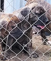  BOERBOEL/BANDOG, MAGGI , a female Cane Corso and Boerboel for sale in Tomball, TX – 6 of 6