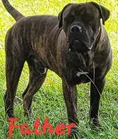 BANDOG/Chocolate , a female American Pit Bull Terrier and Cane Corso for sale in Tomball, TX – 5 of 8
