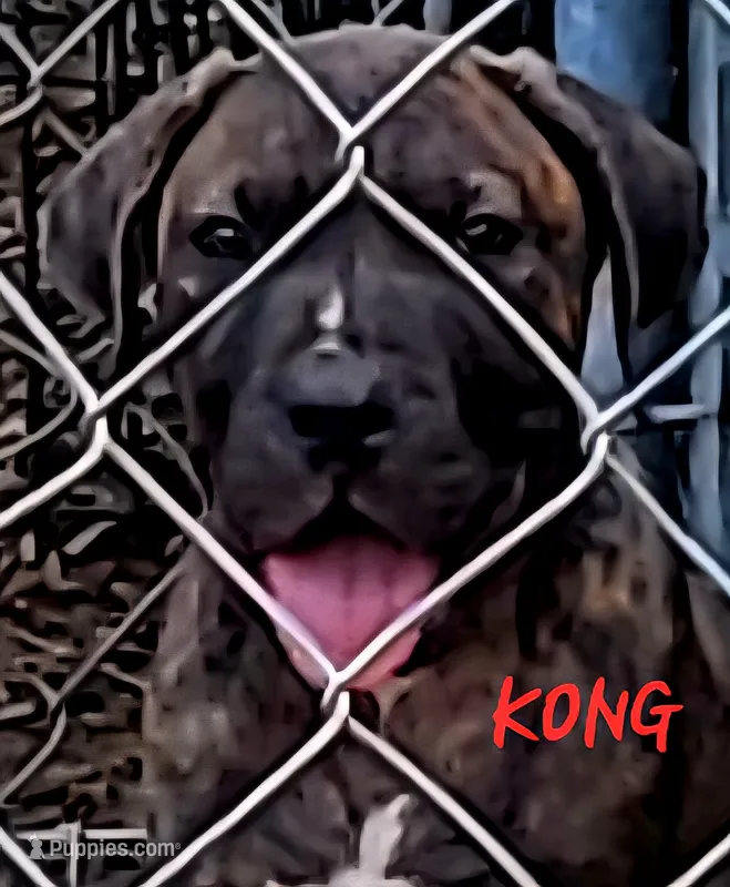   BOERBOEL/BANDOG KONG – Cane Corso, Boerboel puppy for sale in Tomball, TX