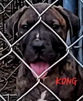   BOERBOEL/BANDOG KONG, a male Cane Corso and Boerboel for sale in Tomball, TX – 1 of 7