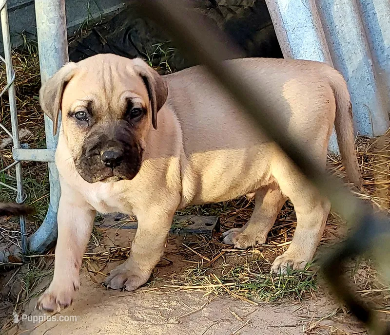 BOERBOEL/BANDOG,Bane – Cane Corso, Boerboel puppy for sale in Tomball, TX
