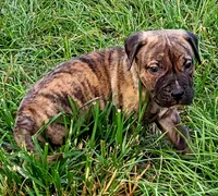 BOERBOEL/BANDOG ,ROLO, a male Cane Corso and Boerboel for sale in Tomball, TX – 4 of 9